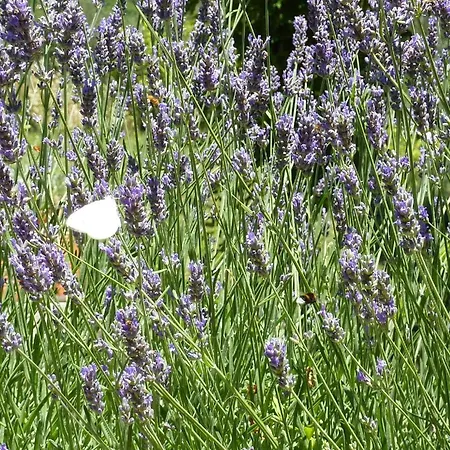 Idylle Auf Dem Huegel Ueber Dem Trasimeno Casa vacanze *